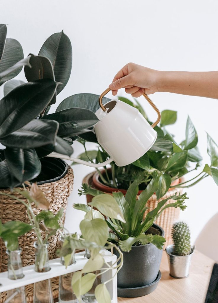 PLANTAS DE INTERIOR RESISTENTES