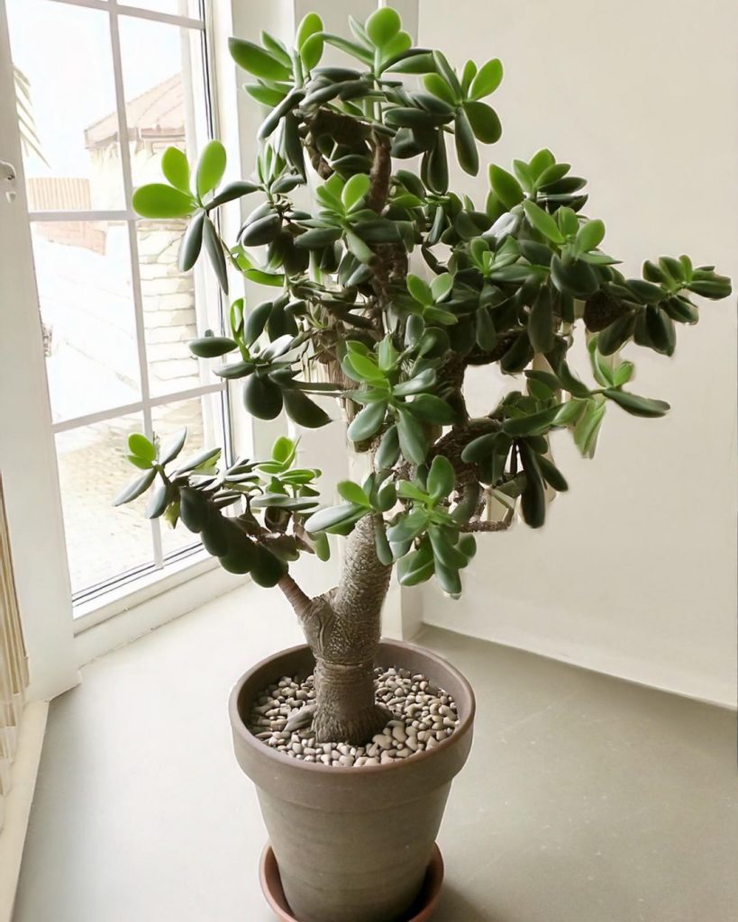 arbol de jade grande