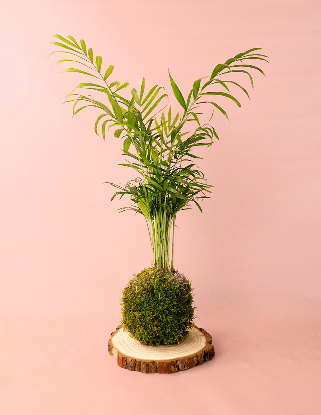 kokedama-palma-areca