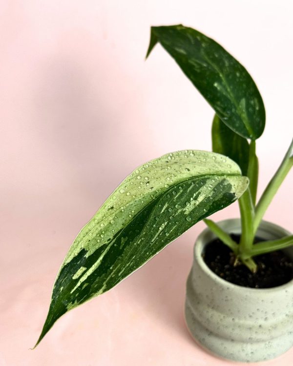 philodendron jose buono mini detalle hoja