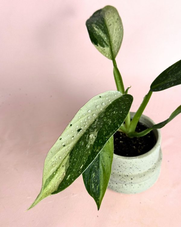 philodendron jose buono mini detalle