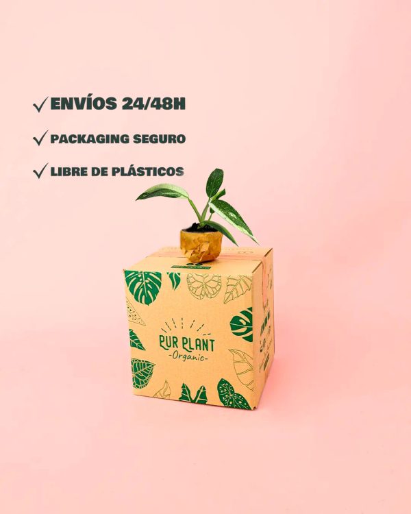 philodendron-jose-buono-mini-packaging