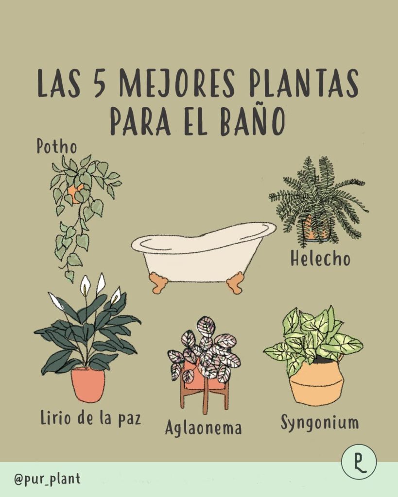 plantas para el baño ilustracion