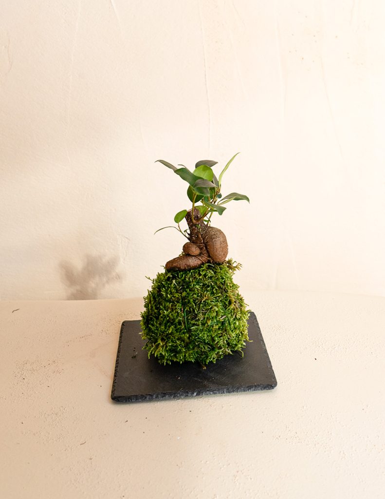 kokedama mini ficus pared