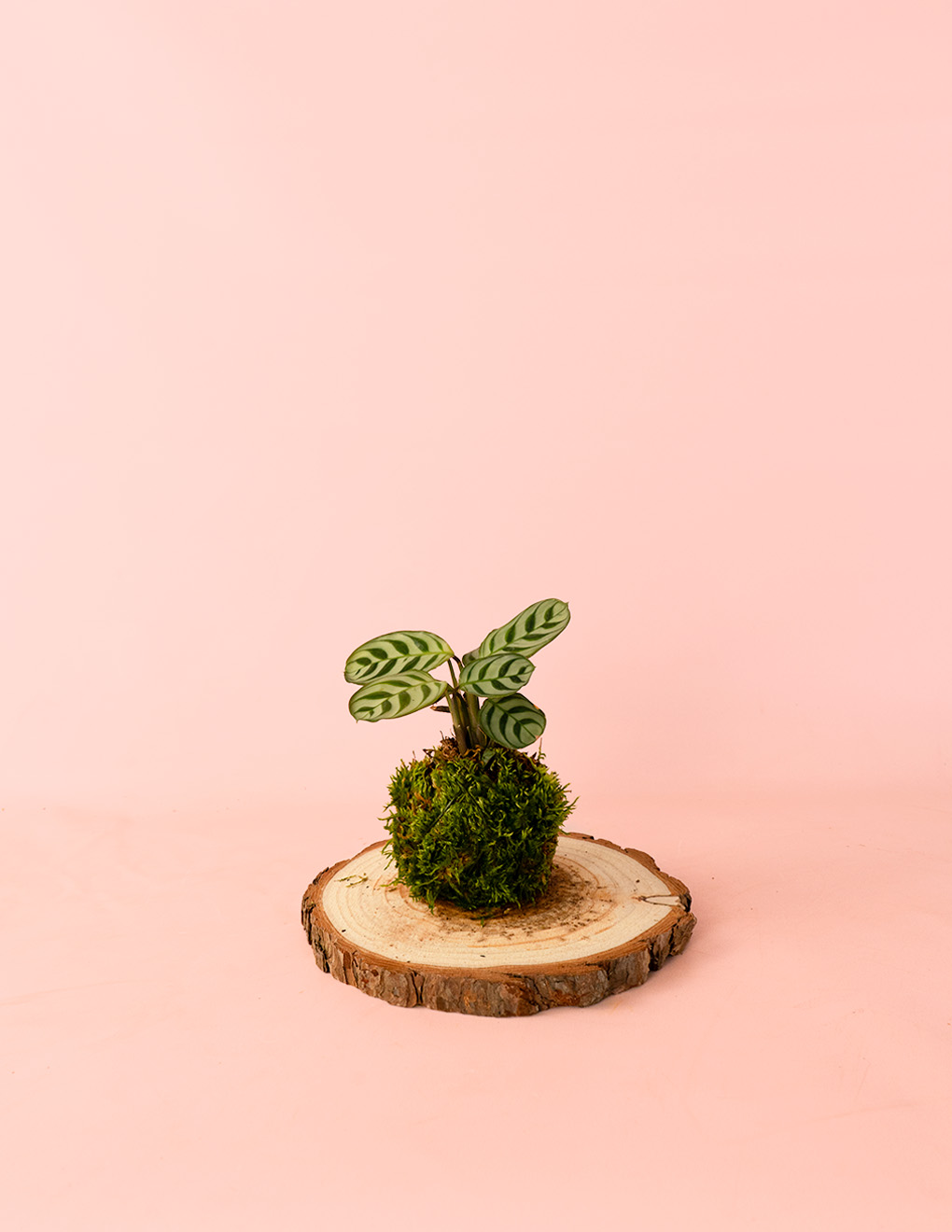 kokedama maranta amabilis