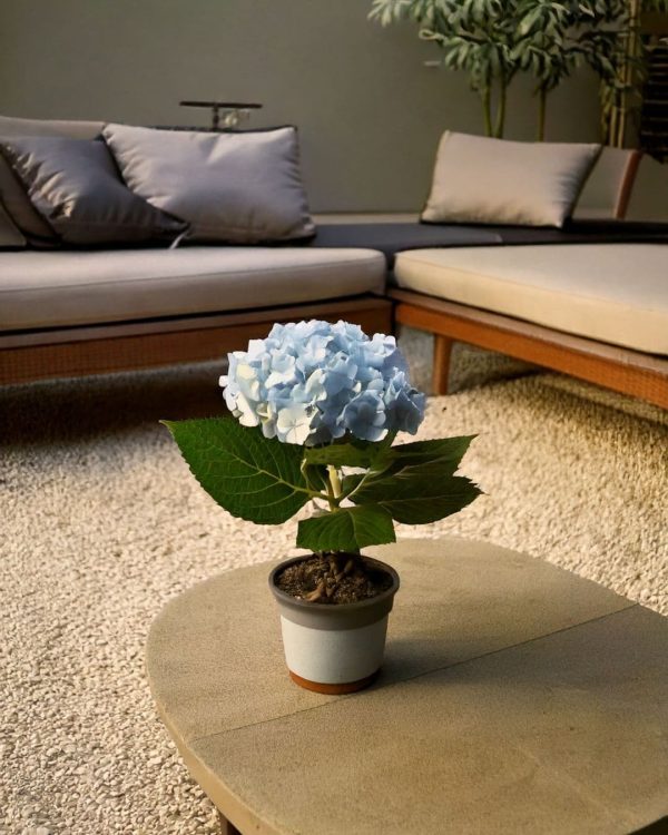 hortensia azul en mesa