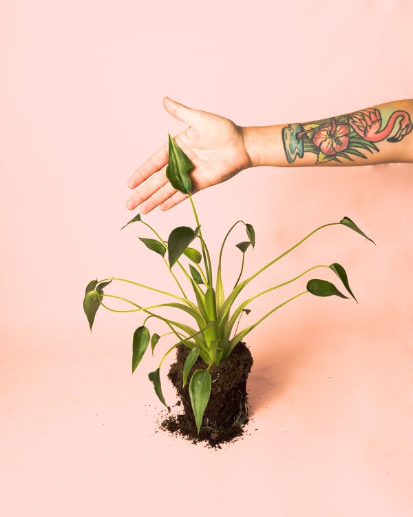 Alocasia Tiny Dancer mano