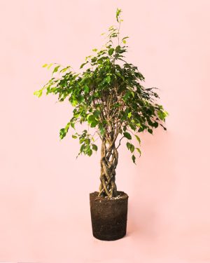 Ficus Benjamin Exótica Trenzado L