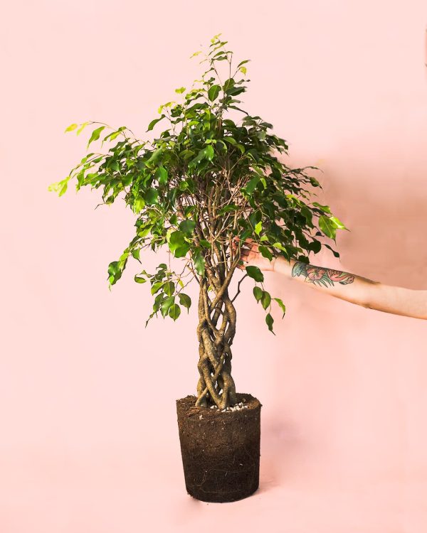 Ficus Benjamin Exótica Trenzado mano