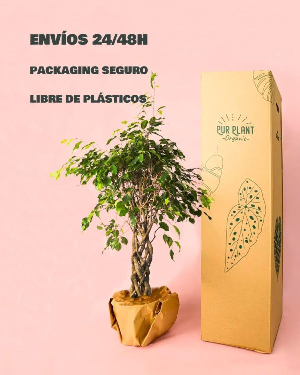 Ficus Benjamin Exótica Trenzado -packaging