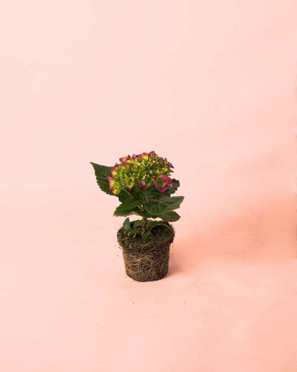 planta hortensia rosa mini