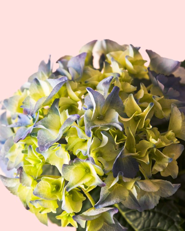 Hortensia azul flor