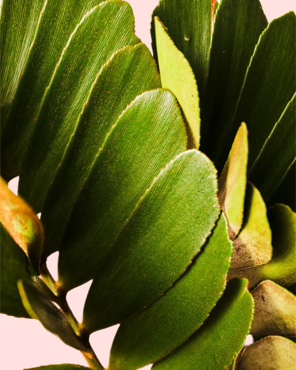 Zamia Furfuracea - Palma de Bola hojas