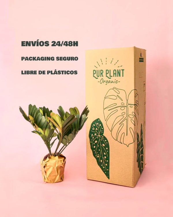 Zamia Furfuracea - Palma de Bola packaging