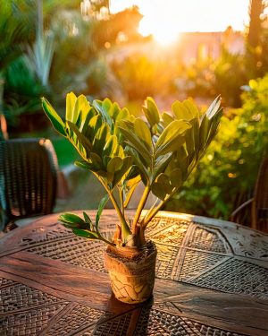 Zamia Furfuracea - Palma de Bola planta