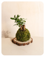 kokedama menu