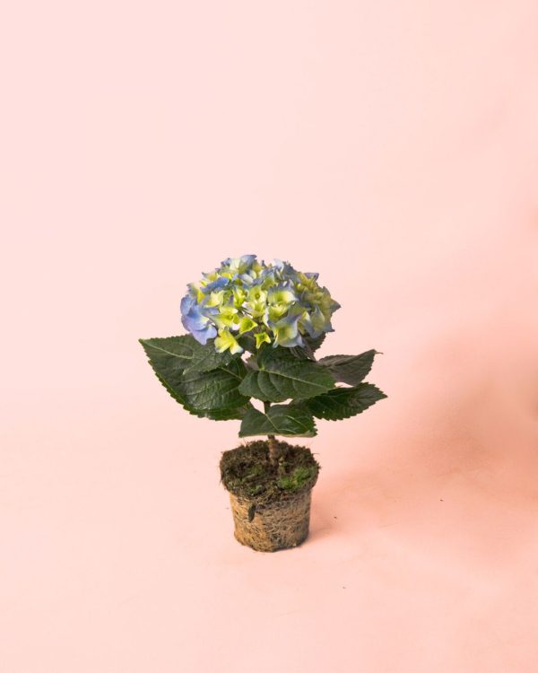 mini planta hortensia azul